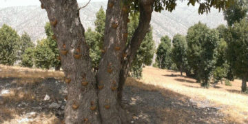 ماؤها علكة غالية وثمارها مسابح تباع بآلاف الدولارات (شجرة البطم)