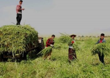 حصاد السمسم موسم التعاون بين القرويين في دهوك