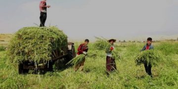 حصاد السمسم موسم التعاون بين القرويين في دهوك