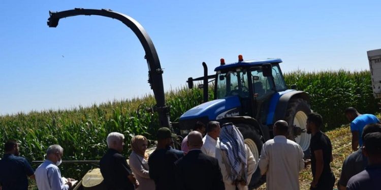 المالية ترفع الدعم عن زراعة الذرة الصفراء في كركوك