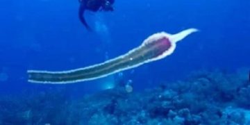 الكشف عن حقيقة الكائن الغريب المثير للجدل في مياه البحر الأحمر