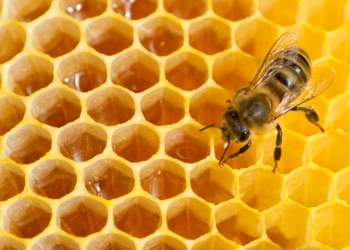 ليسوا فقط مصنّعين ,, بل مستهلكين أيضاً