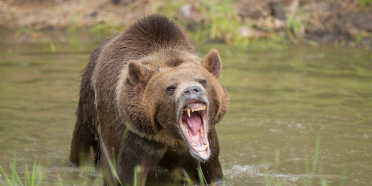 ملاكم روسي “يثــــــأر” من دبة قتلت صديقه