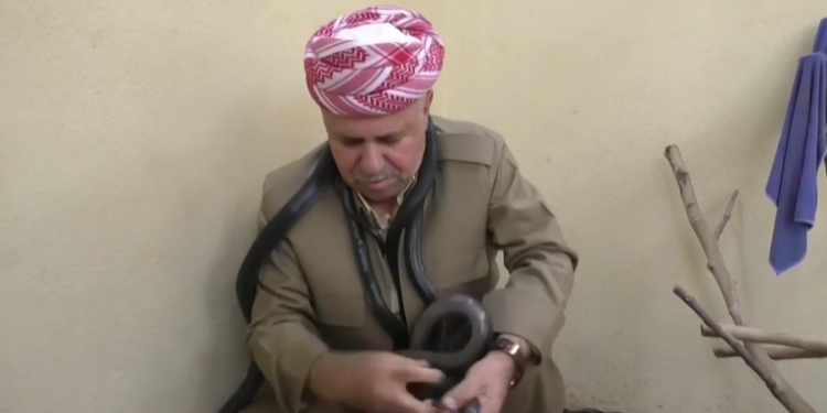 80 أفعى في بيته  يربي الثعابين منذ أكثر من ثلاثة عقود