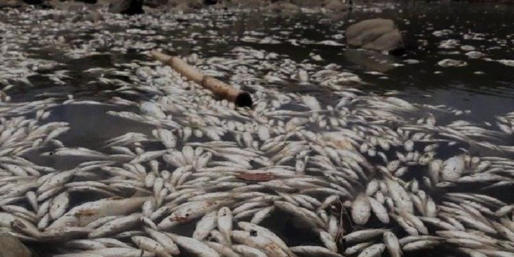 ارسال فرق ميدانية الى مناطق نفوق الاسماك