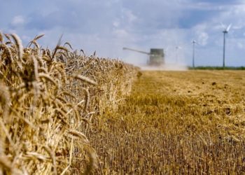 الزراعة تحذر من تراجع كبير لإنتاج الحنطة بسبب (شحة المياه)