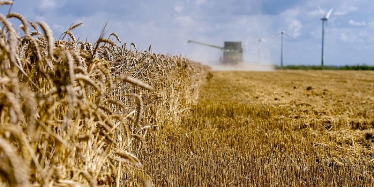 الزراعة تحذر من تراجع كبير لإنتاج الحنطة بسبب (شحة المياه)