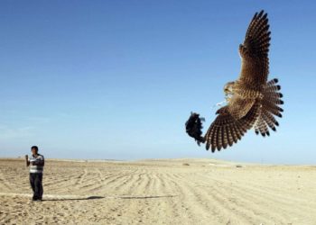 بدء موسم صيد أغلى طيور العالم في العراق