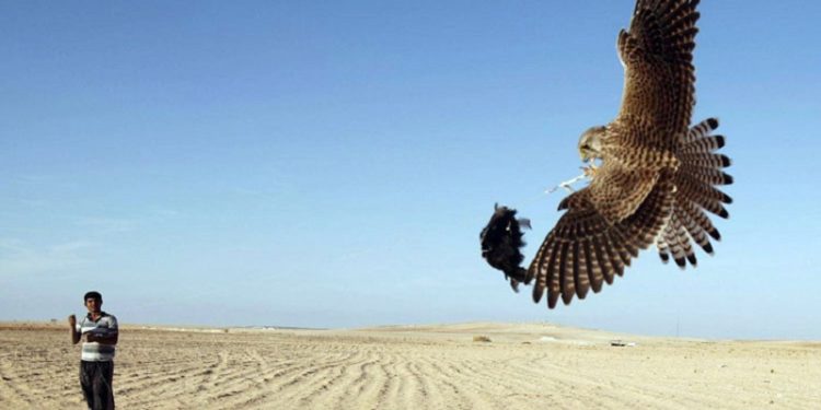 بدء موسم صيد أغلى طيور العالم في العراق