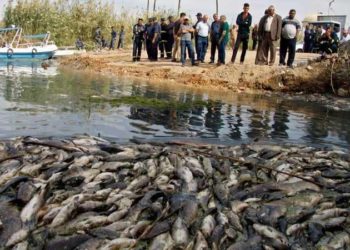 اتلاف كميات كبيرة من السمك المصاب (بتعفن الغلاصم)