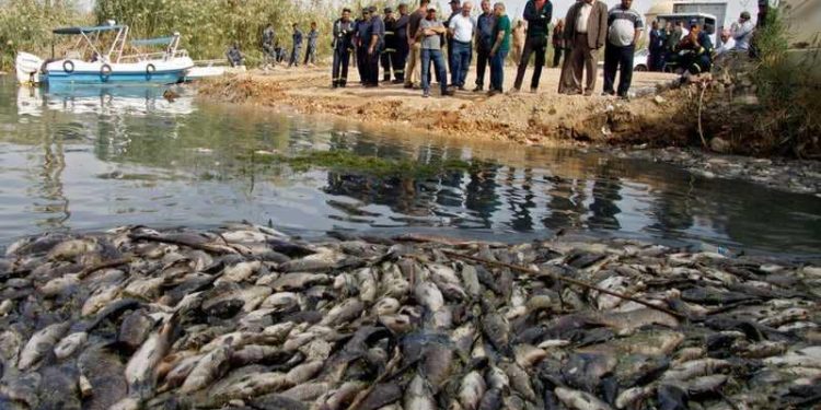 اتلاف كميات كبيرة من السمك المصاب (بتعفن الغلاصم)