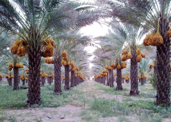 ترجيحات بزيادة انتاج العراق من التمور إلى 800 ألف طن