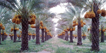 ترجيحات بزيادة انتاج العراق من التمور إلى 800 ألف طن