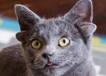 قطة بـ (4 آذان) تصبـــــح نجمة مواقع التواصل + فيديو