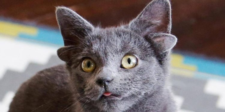 قطة بـ (4 آذان) تصبـــــح نجمة مواقع التواصل + فيديو