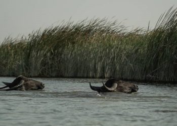 العطش والجوع يقتل الجواميس في جنوب العراق