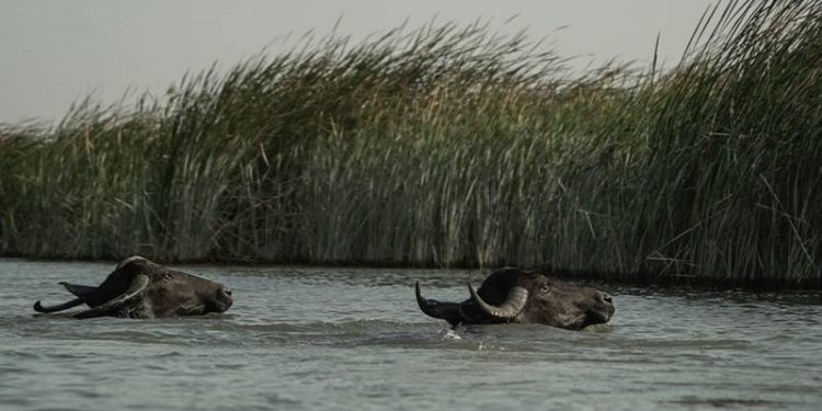 العطش والجوع يقتل الجواميس في جنوب العراق