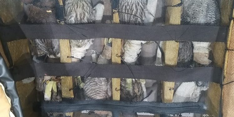 إحباط محاولة تهريب (13 صقرا) في مطار بغداد الدولي