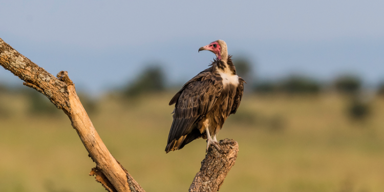 نســــــور تتكاثر دون تزاوج في أمريكا