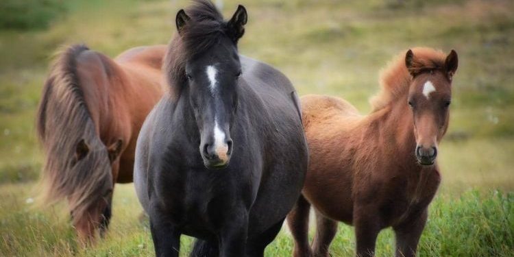 “أصل الخيول” .. دراسة حديثة تزيل الغموض