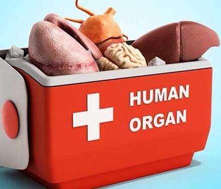 تفاصيل مهمة عن “سماسرتها”.. (تجارة الأعضاء البشرية )