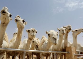 مواطن سعودي يتراجع عن أضخم صفقة إبل بلغت (20 مليون ريال)