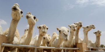 مواطن سعودي يتراجع عن أضخم صفقة إبل بلغت (20 مليون ريال)
