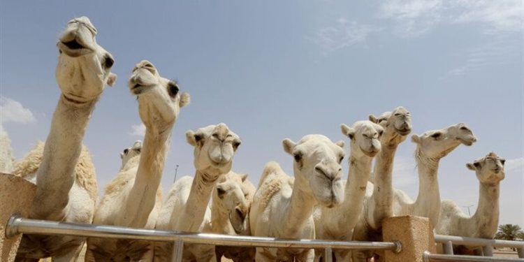 مواطن سعودي يتراجع عن أضخم صفقة إبل بلغت (20 مليون ريال)