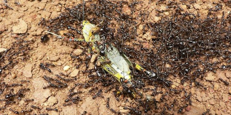 دوامة الموت.. المشهد الأغرب في عالم الحيوان| فيديو