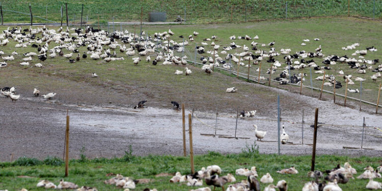 إسرائيل تخطط لإلغاء موسم الصيد بسبب (إنفلونزا الطيور)