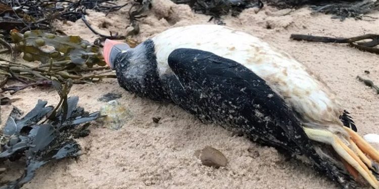 السماء تمطر “طيورا نافقة”.. والعلماء يبحثون عن السر