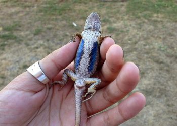 رئة اصطناعية للإنسان مستوحاة من “سحلية الأنول”