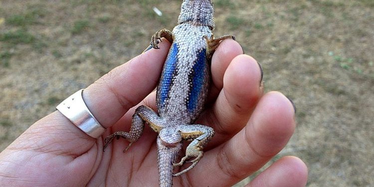 رئة اصطناعية للإنسان مستوحاة من “سحلية الأنول”