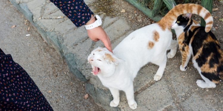 ايران .. مشروع قانون يحظر الحيوانات الأليفة بحجة أنها “ضارة”