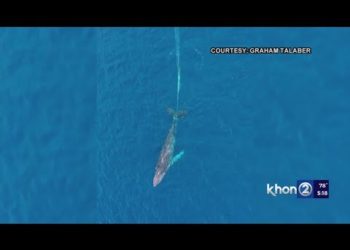 إنقاذ حوت بفضل الأقمار الصناعية + فيديو