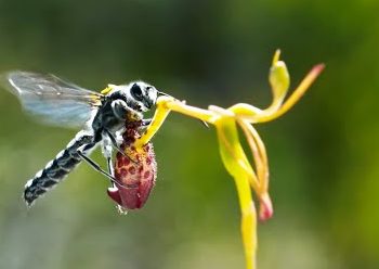 نبات يقليد أشكال الإناث و يغري الذكور .. (التطور الأغرب في الطبيعة)