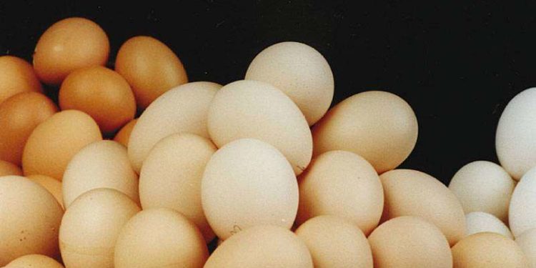 علماء يصنعون بيضا نباتيا من فطر الملابس .. لمواجهة ارتفاع الأسعار