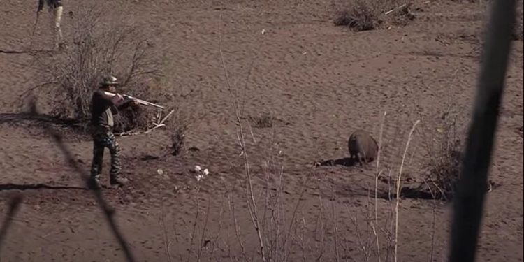 برنامج مغربي لاصطياد الخنازير ,, للحد من أعدادها الكبيرة