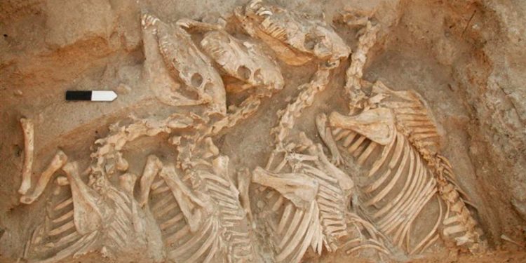 اكتشاف لغز سر حيوان غريب يجر عربة حربية بعد 4500 عام