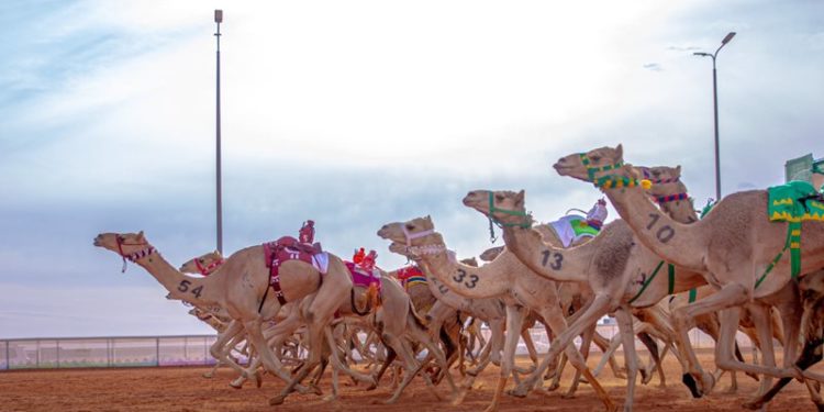 أول فندق 5 نجوم للإبل في السعودية