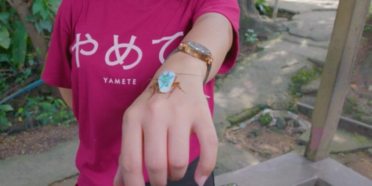 فلبينية تبدع في الرســــــم على ظهر صراصير ميتة