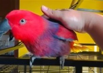 بغبغاء ذكية تقلد نغمة هاتف الآيفون