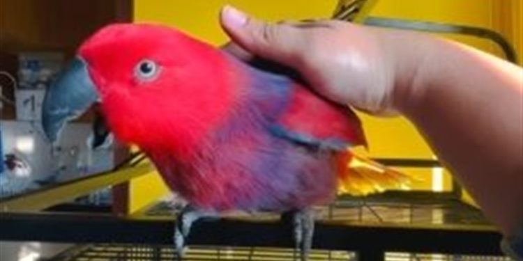 بغبغاء ذكية تقلد نغمة هاتف الآيفون