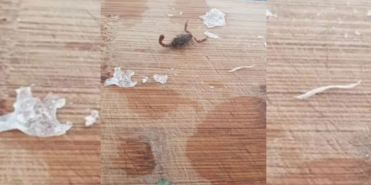 مفاجأة مرعبة داخل البروكلي