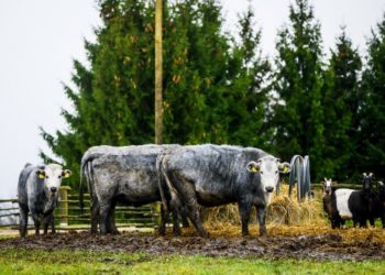 الأبقار الزرقاء تحظى بـ”الرخــــــاء” والعناية الخاصة في لاتفيا