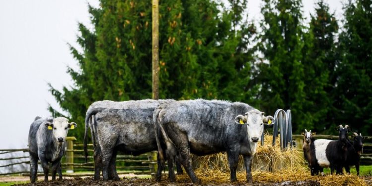 الأبقار الزرقاء تحظى بـ”الرخــــــاء” والعناية الخاصة في لاتفيا
