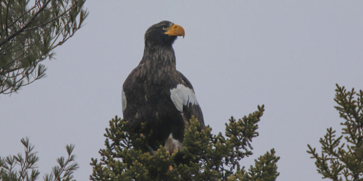 رصد نسر نادر في ولاية مين الأمريكية