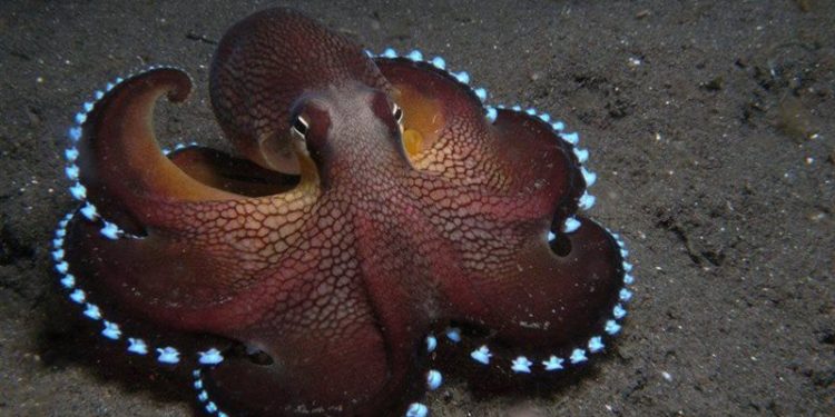 عروس أخطبوطية بعباءة من قاع المحيط