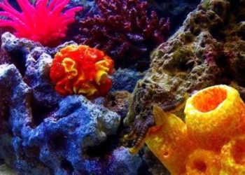 اكتشاف مخلوق غريب في جزيرة باليابان