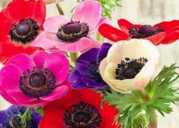 نبات شهير يُسهم في علاج “المرض القاتل”